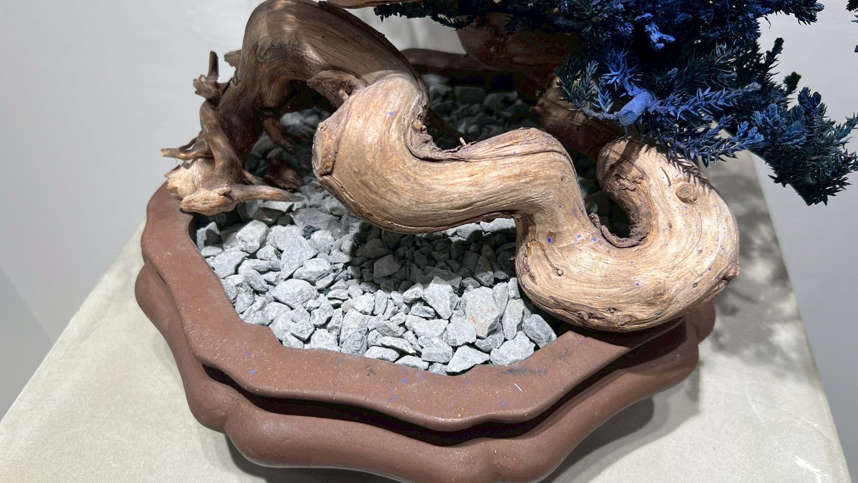 RE BONSAI™️ (真柏/紺藍色)