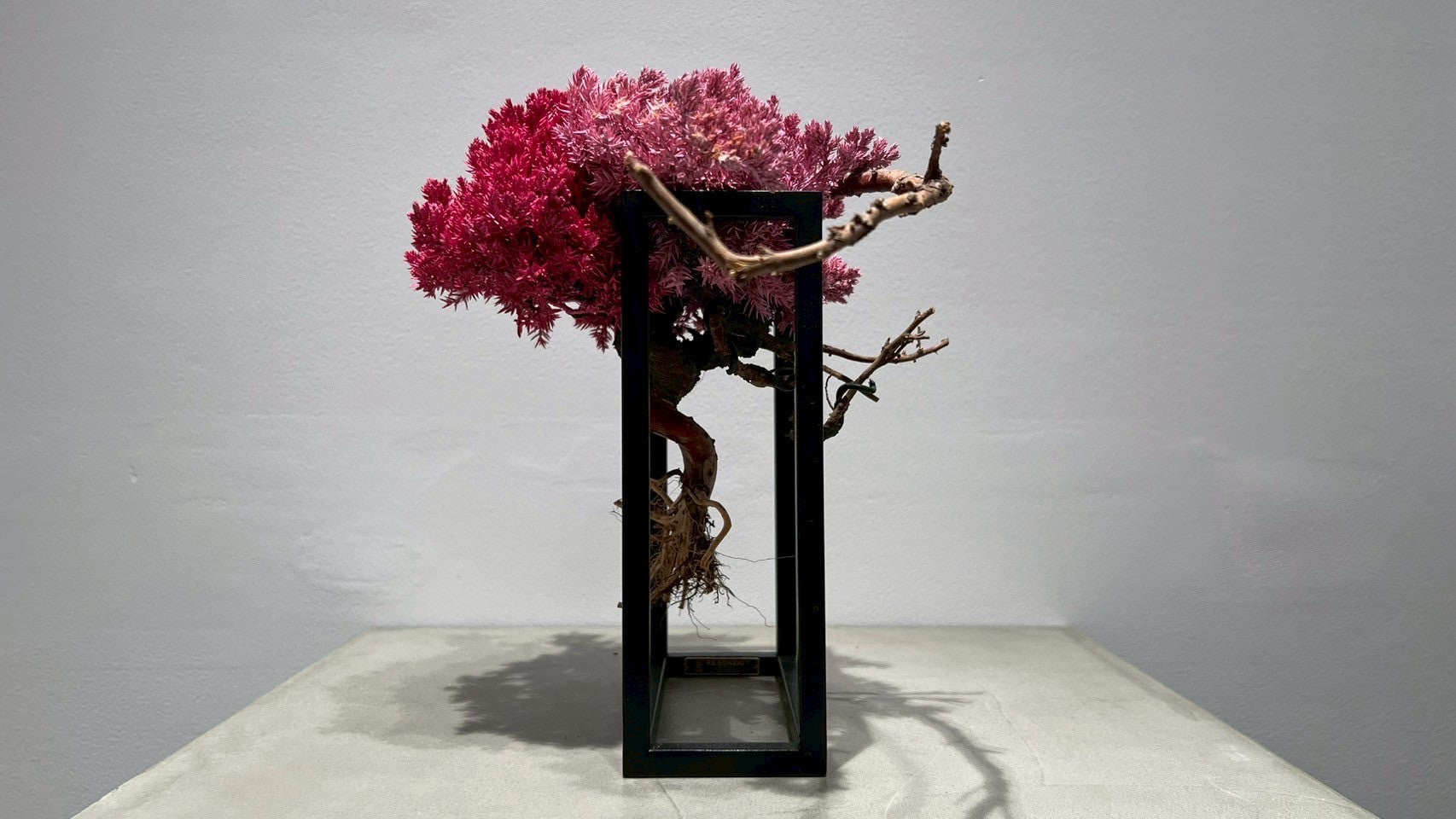 RE BONSAI™️ Frame(撫子色)