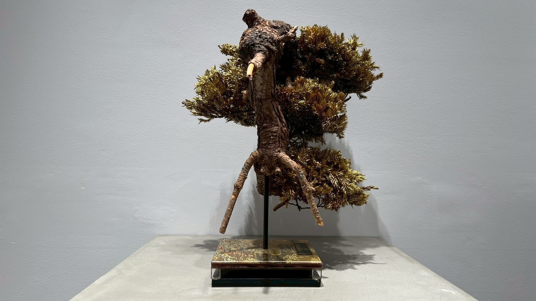 RE BONSAI™️(黄檗色)