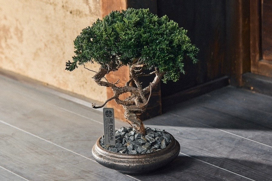 REBONSAI™ オーダー専用