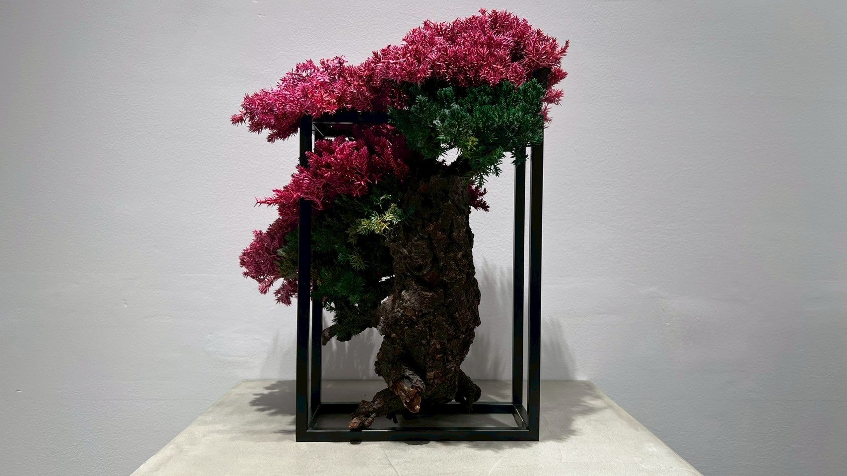 RE BONSAI™️ Frame(撫子色)