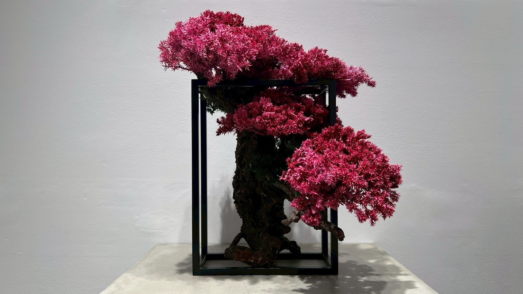 RE BONSAI™️ Frame(撫子色)