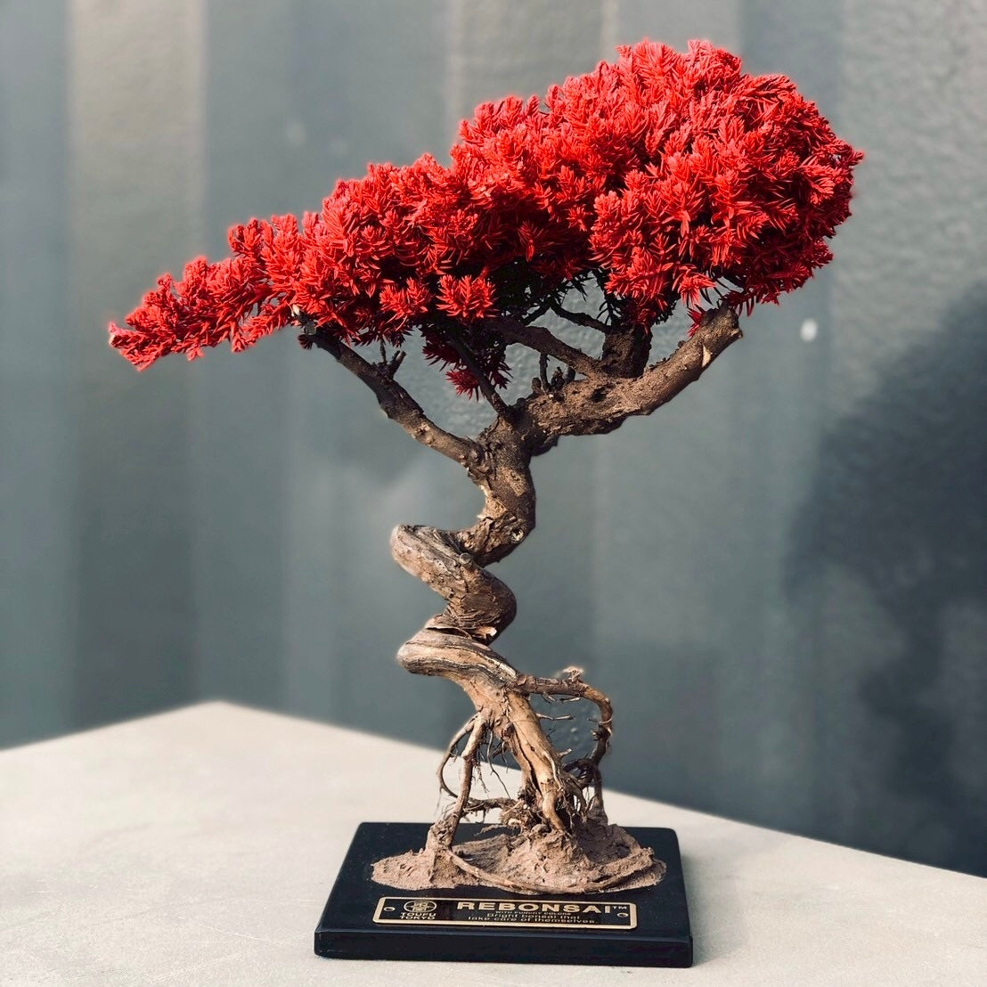 RE BONSAI™️(紅樺色)