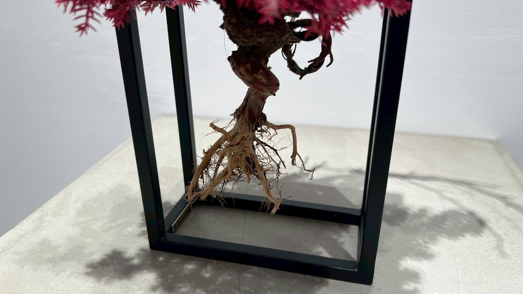 RE BONSAI™️ Frame(撫子色)