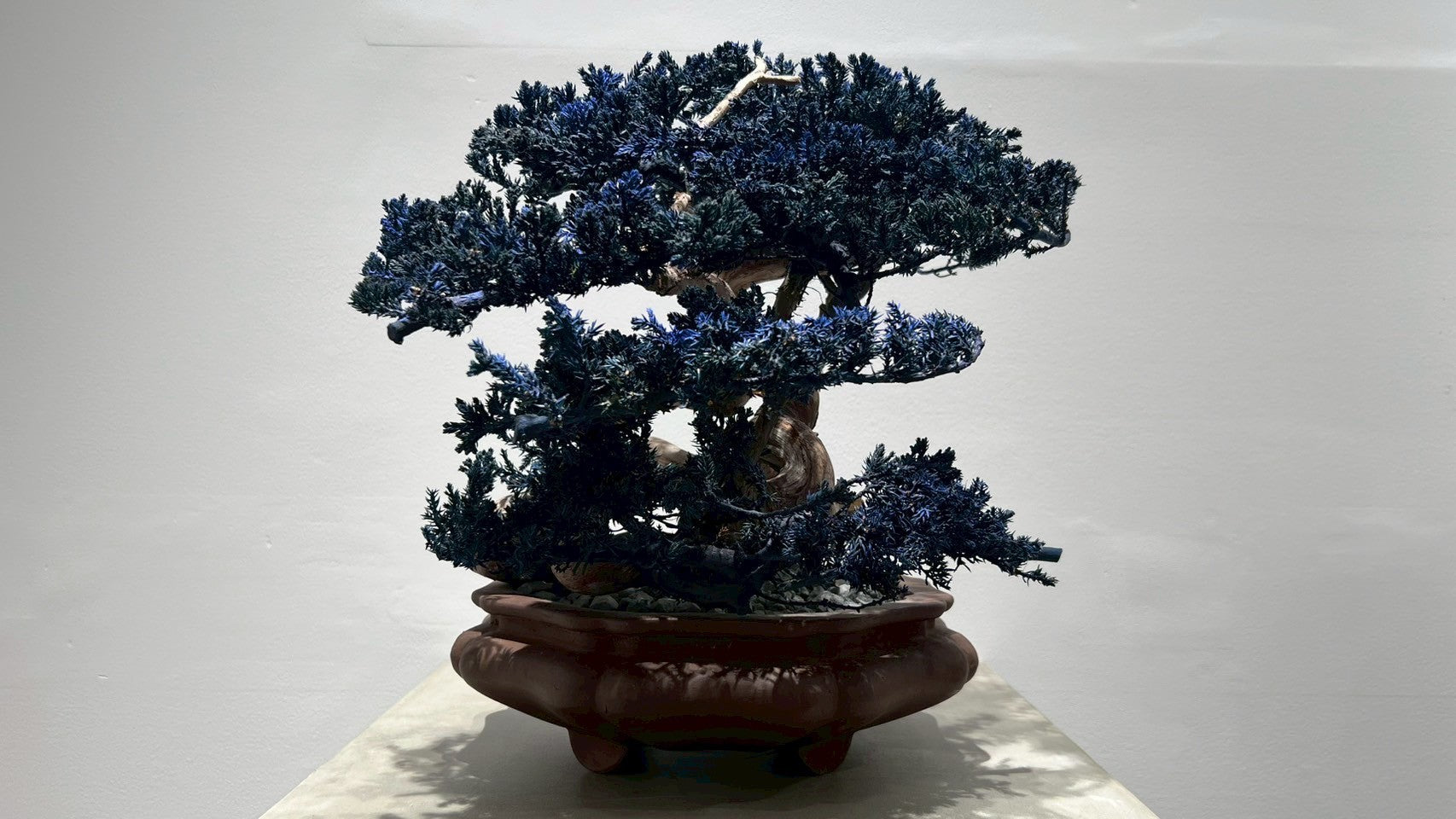 RE BONSAI™️ (真柏/紺藍色)
