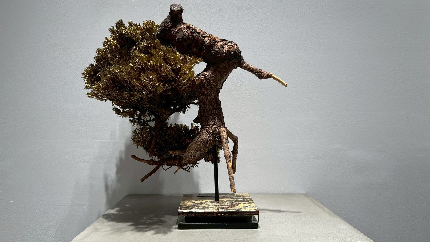 RE BONSAI™️(黄檗色)