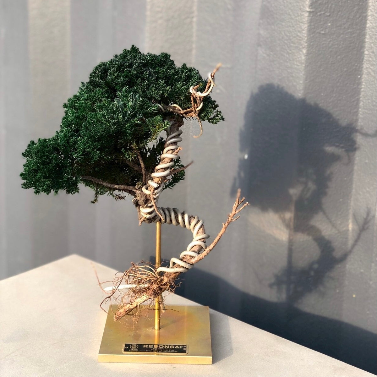 RE BONSAI™️ STAND(海松茶色)