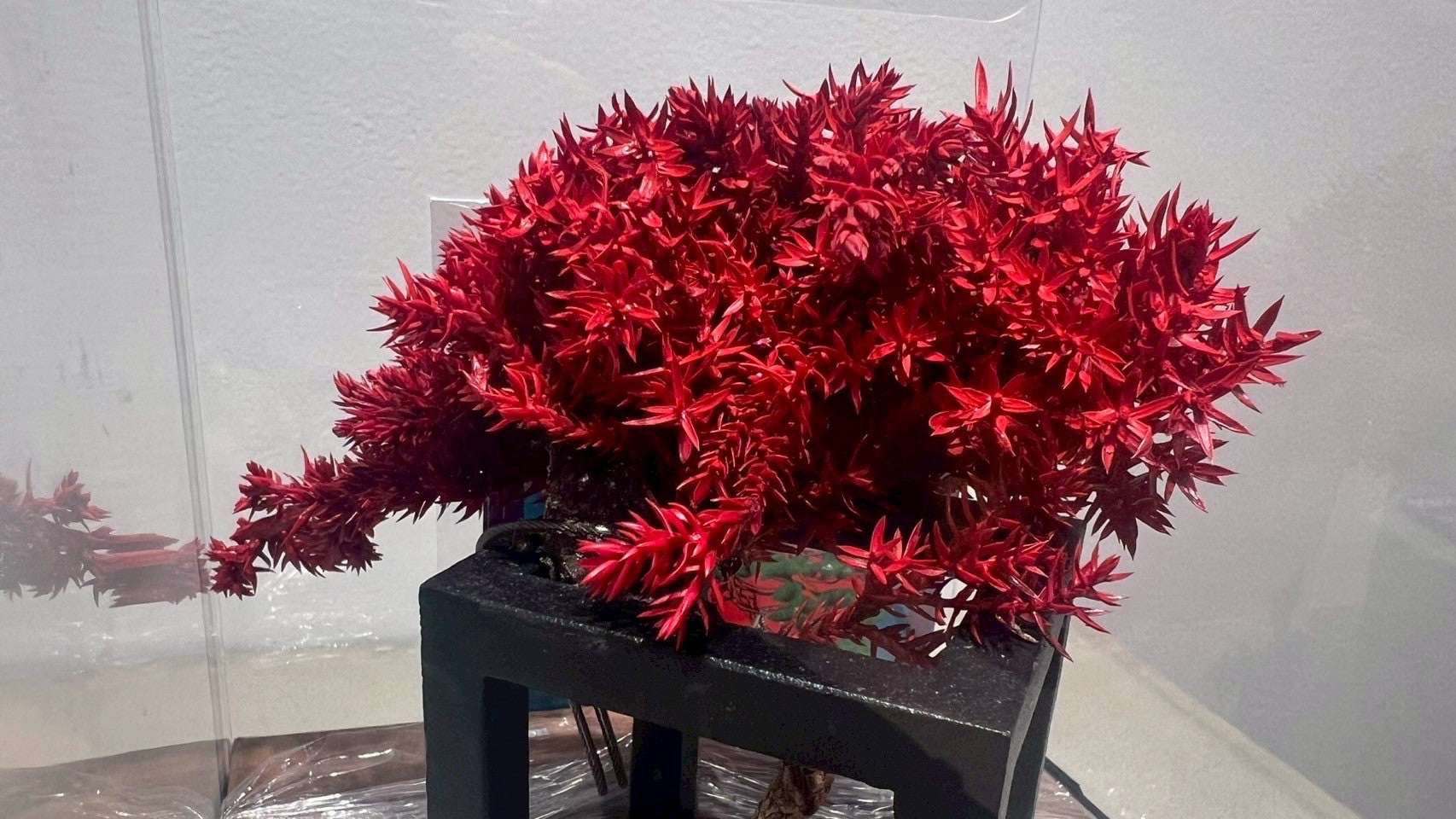 RE BONSAI™️(紅樺色)