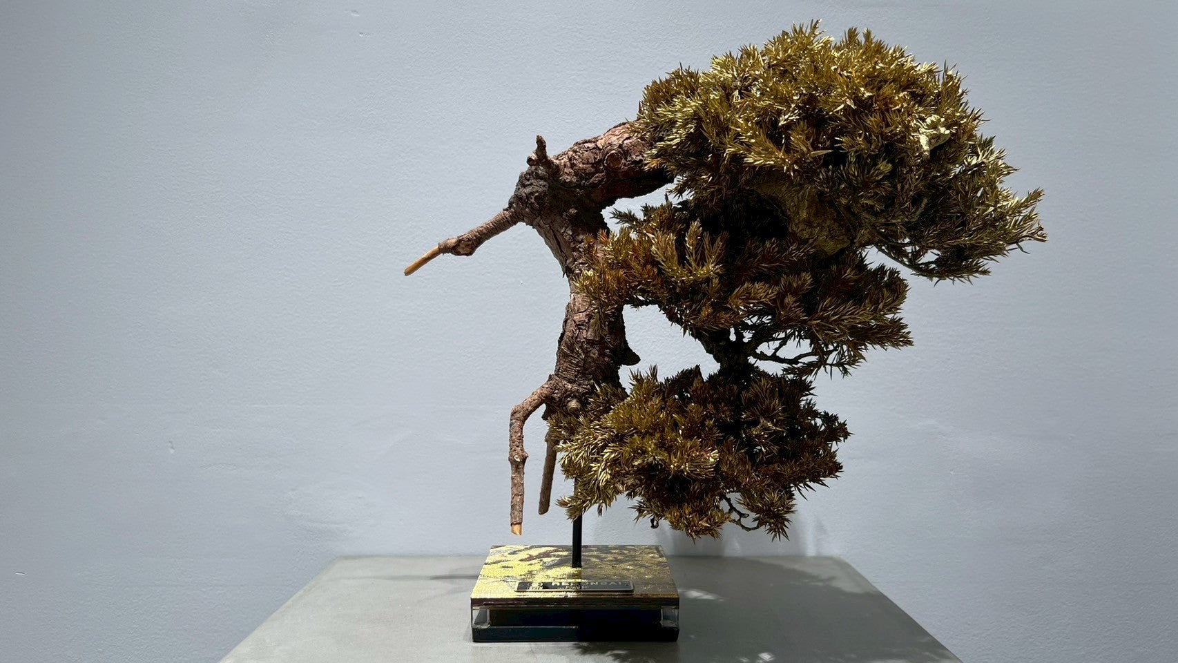 RE BONSAI™️(黄檗色)