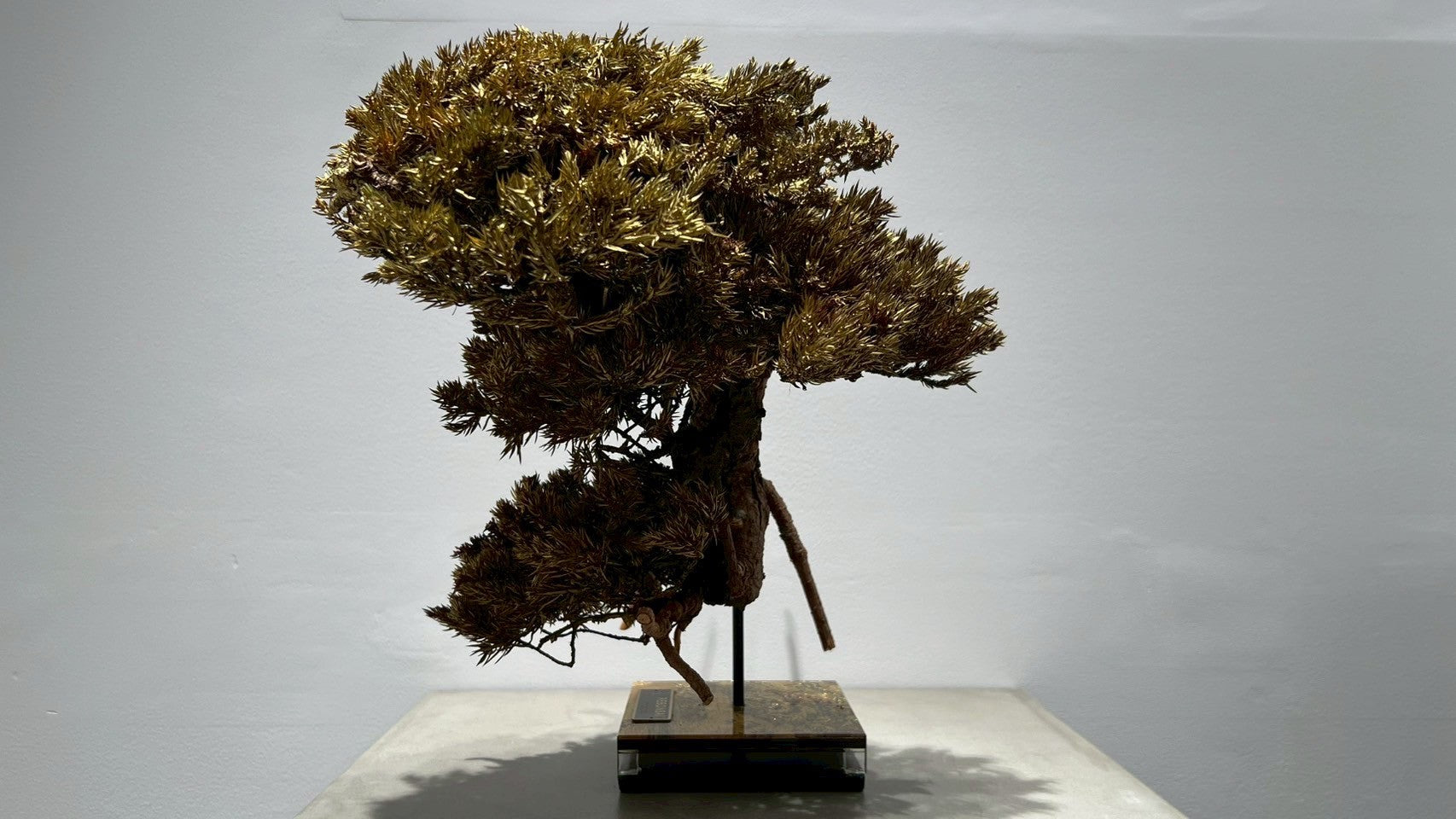 RE BONSAI™️(黄檗色)