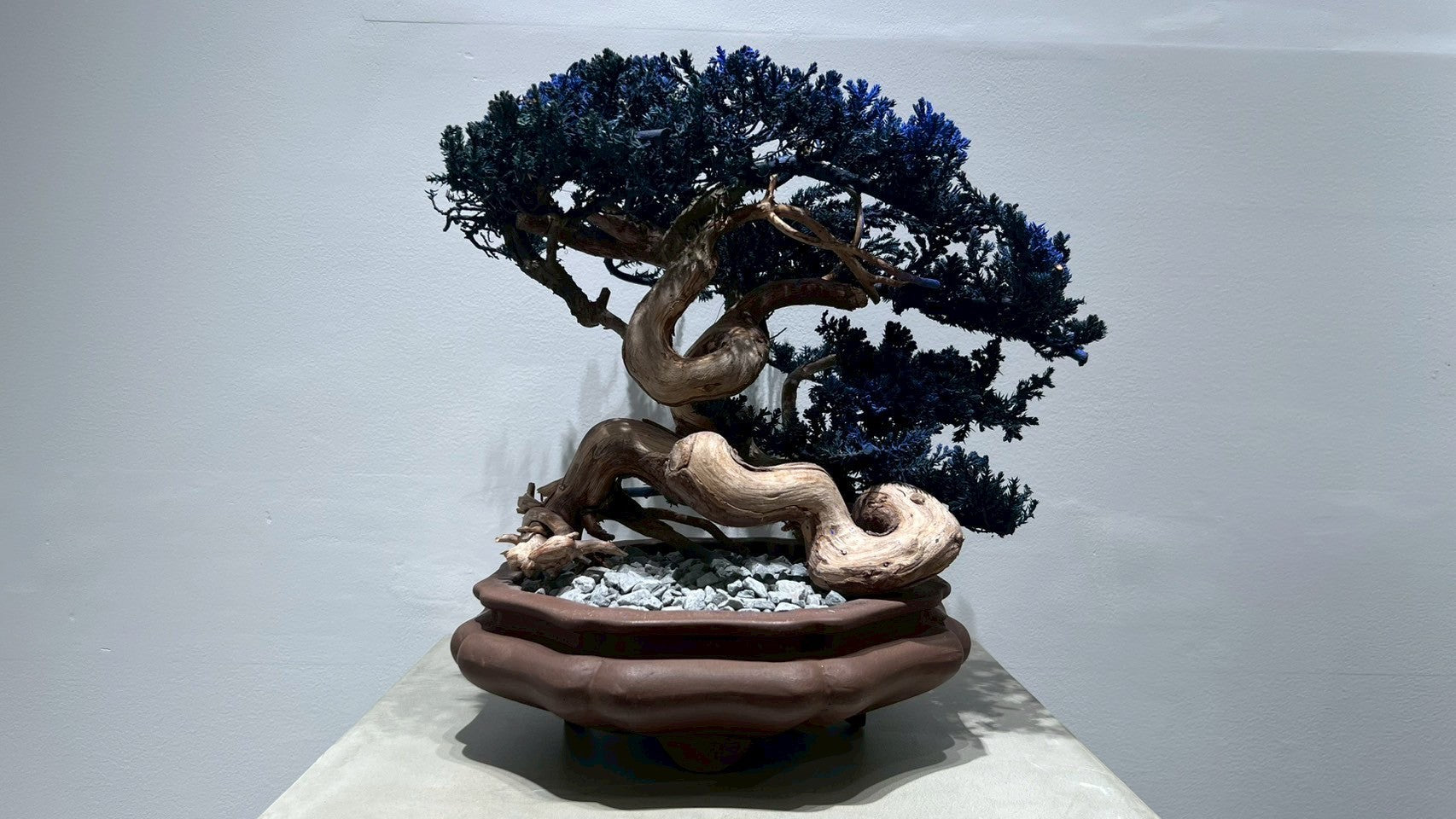 RE BONSAI™️ (真柏/紺藍色)