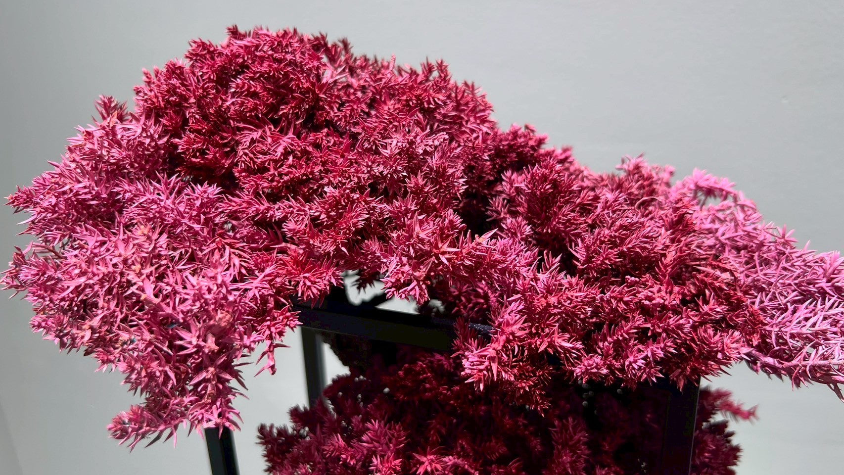 RE BONSAI™️ Frame(撫子色)