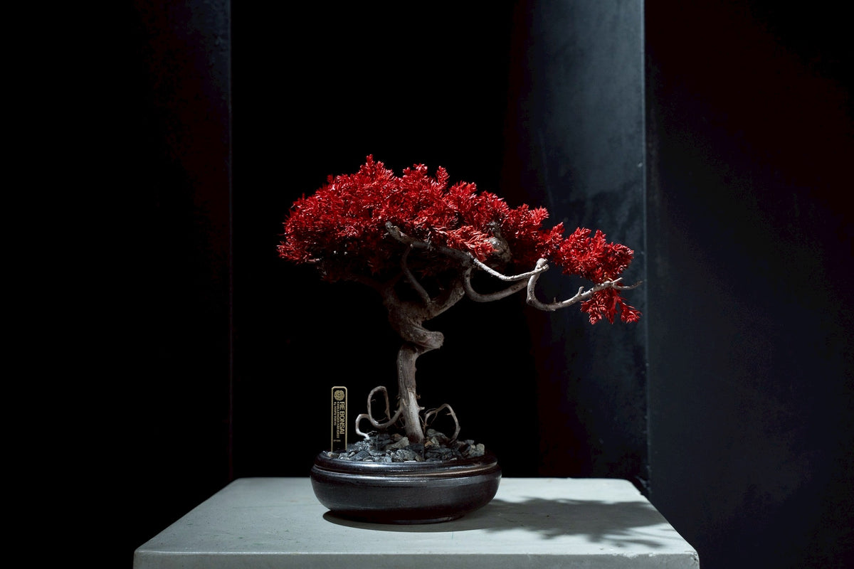 7/14 new RE BONSAI™️ HACHI(紅樺色)