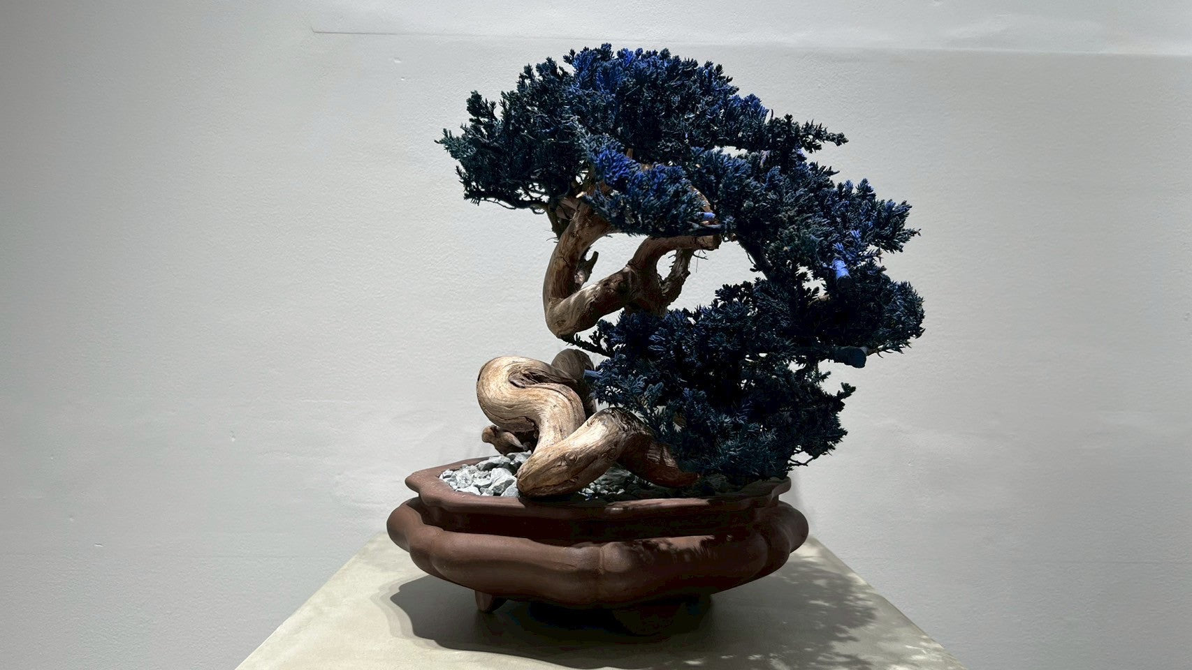 RE BONSAI™️ (真柏/紺藍色)