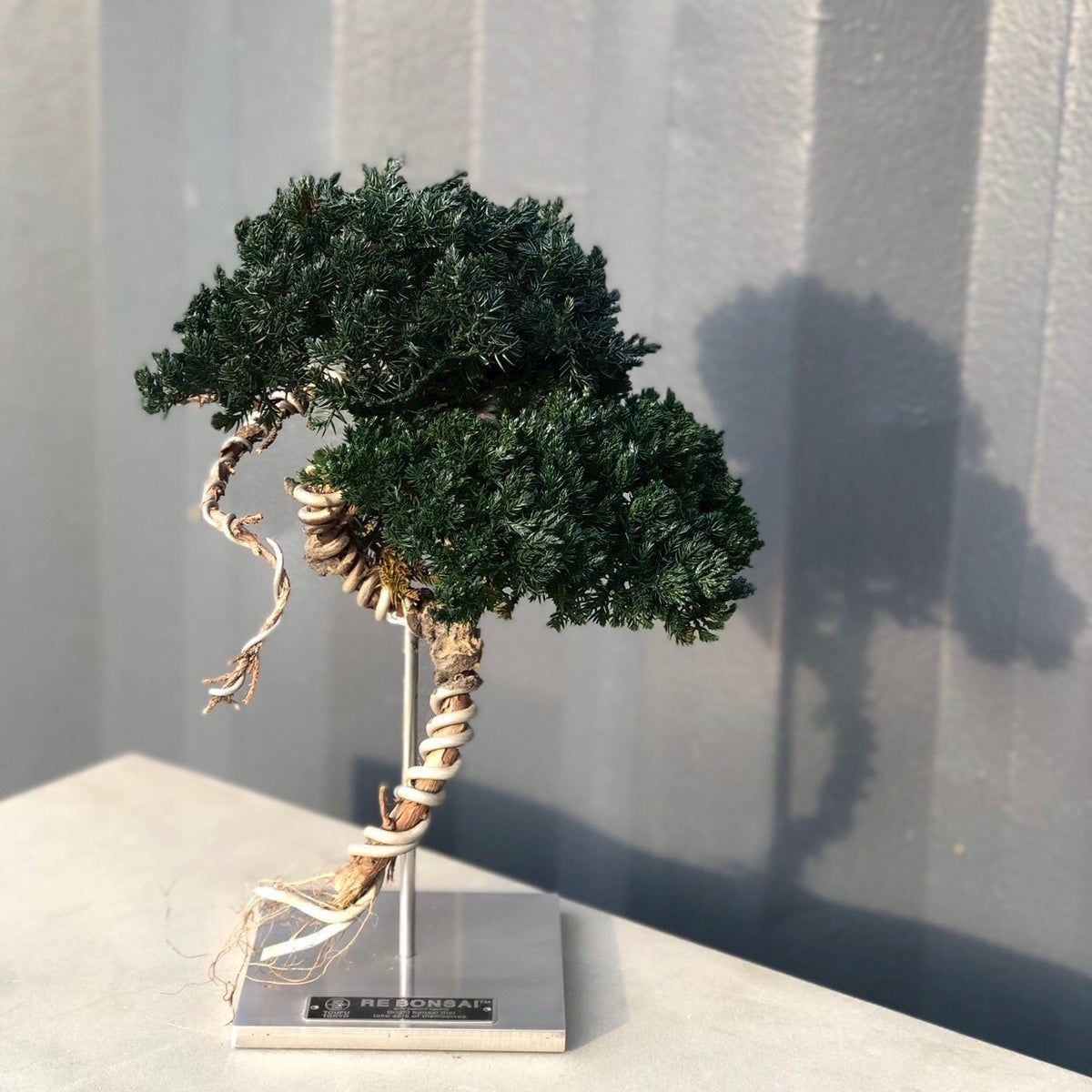 RE BONSAI™️ STAND(海松茶色)