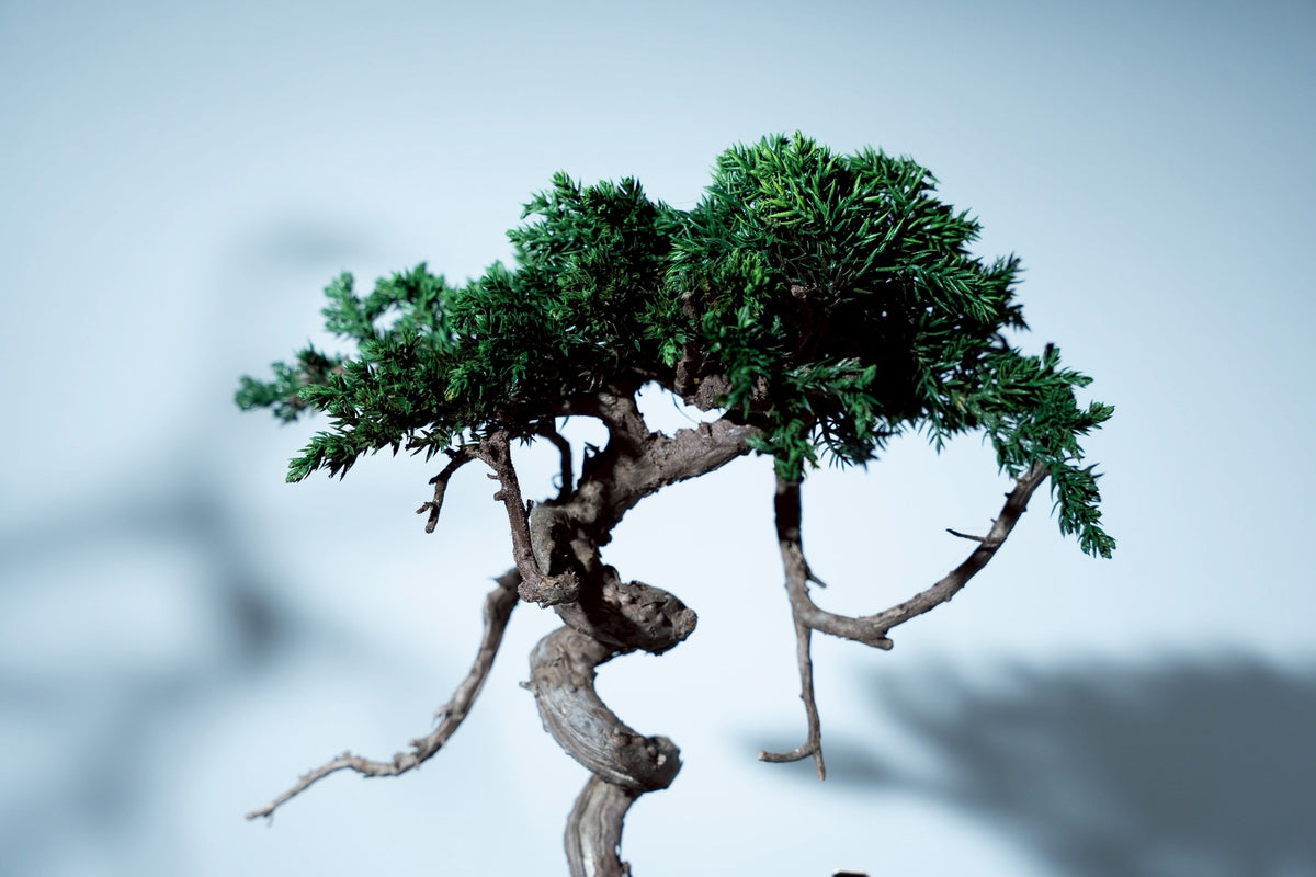 7/16 new RE BONSAI™️ HACHI(若葉色)