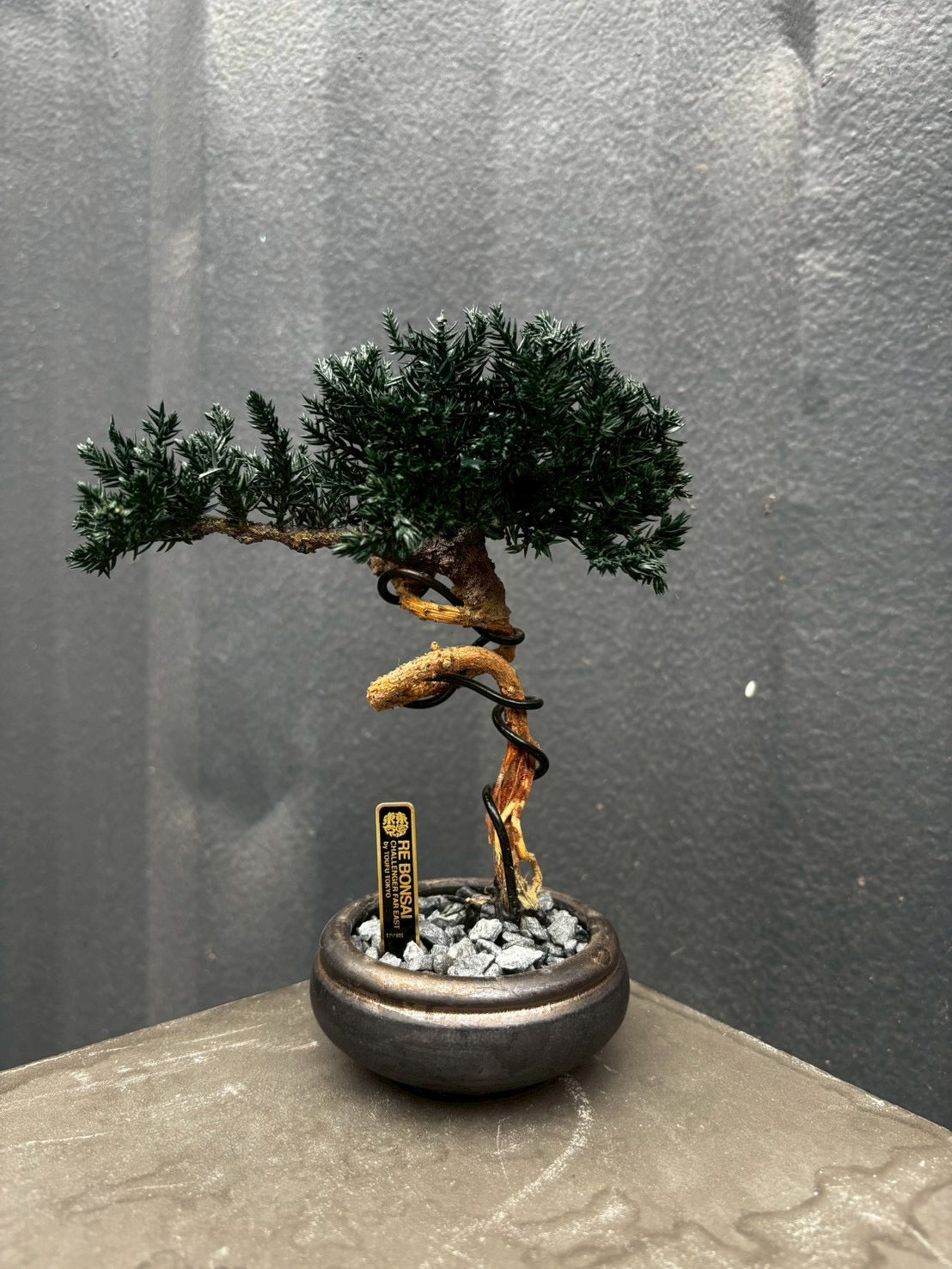 7/14 new RE BONSAI™️ HACHI(海松茶色)