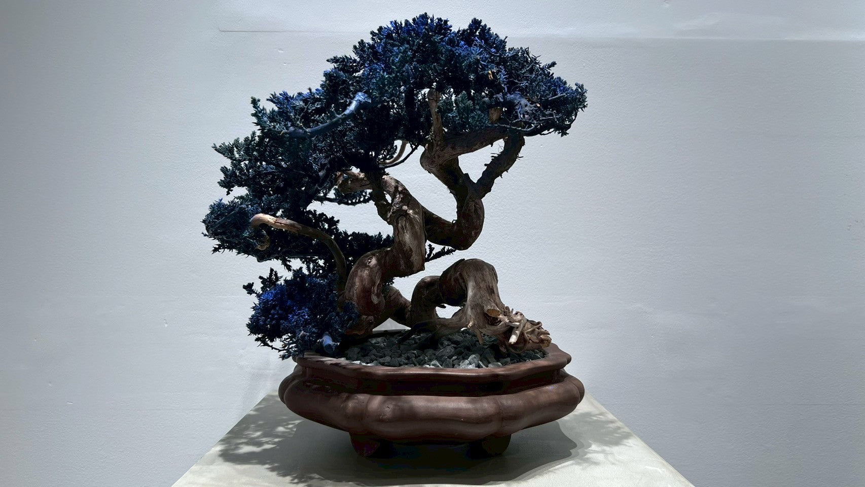 RE BONSAI™️ (真柏/紺藍色)