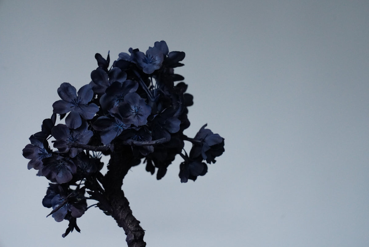 10/2 new RE BONSAI™️ AIZOME SAKURA HACHI