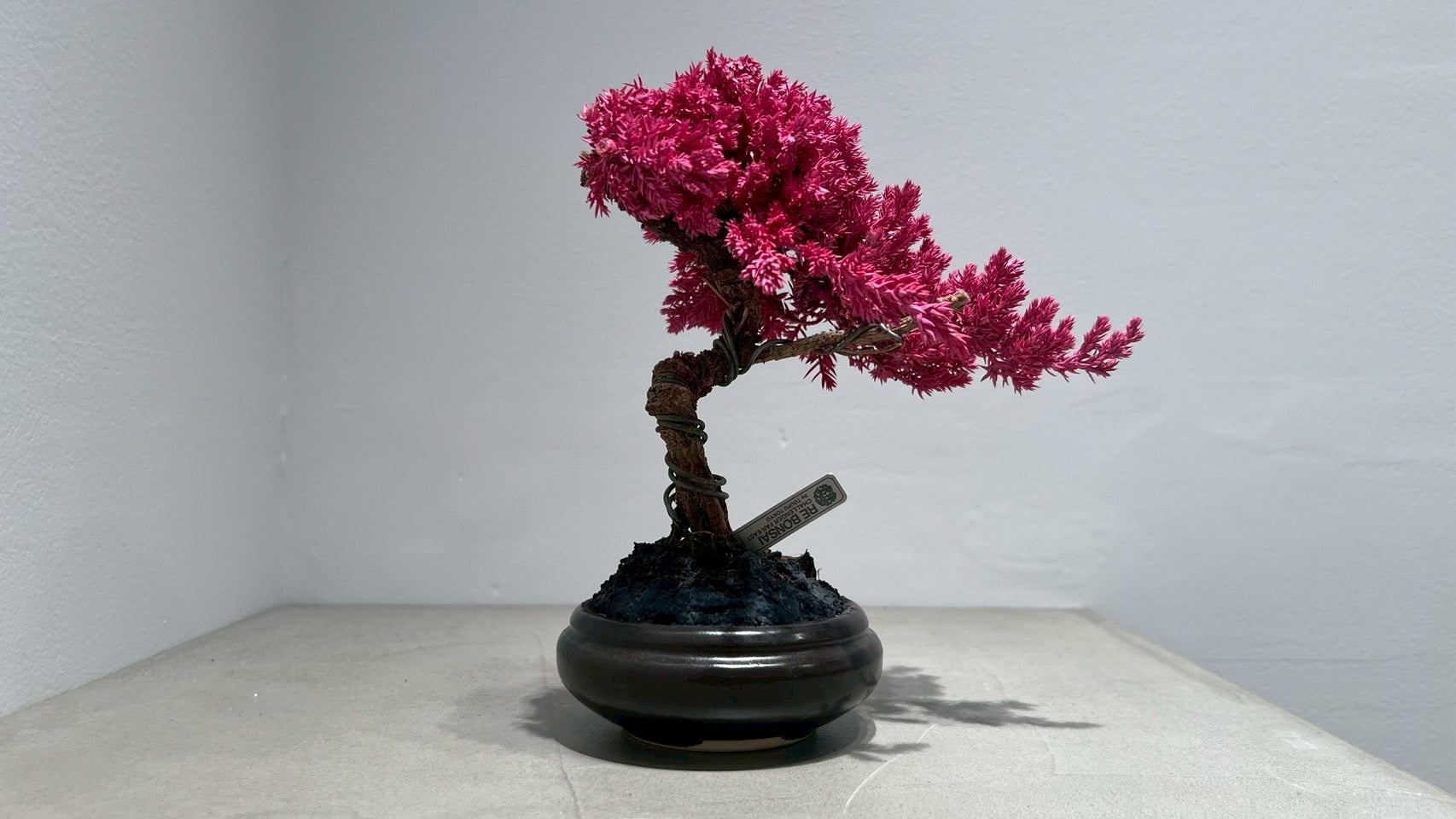 RE BONSAI™️(撫子色)