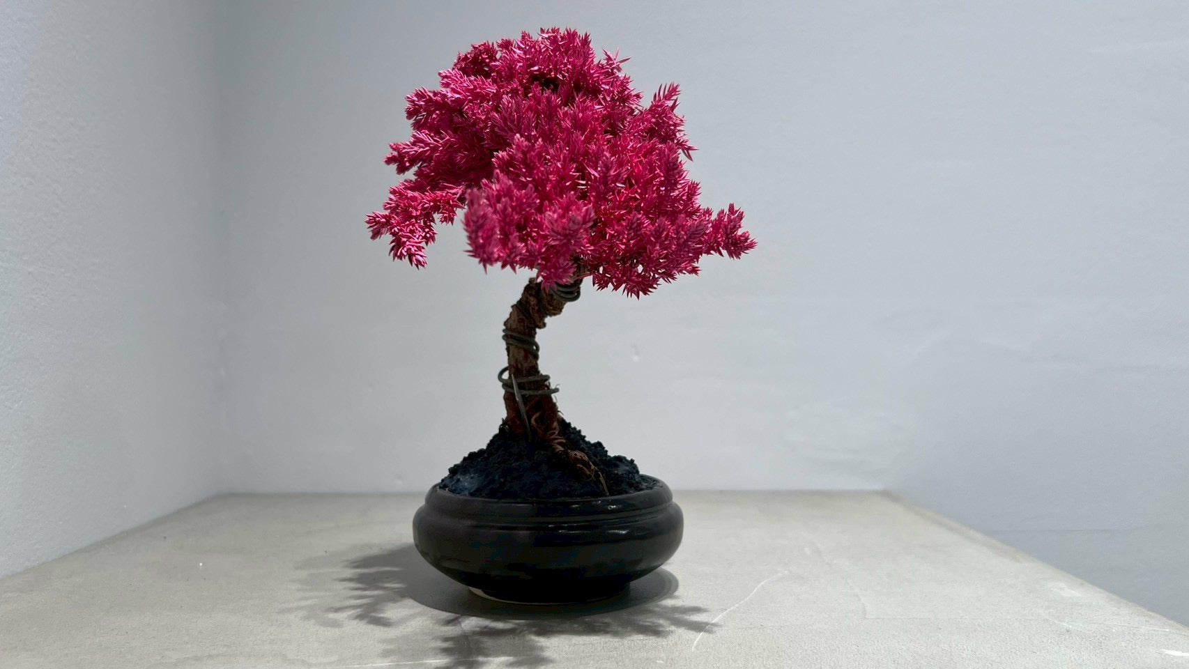 RE BONSAI™️(撫子色)
