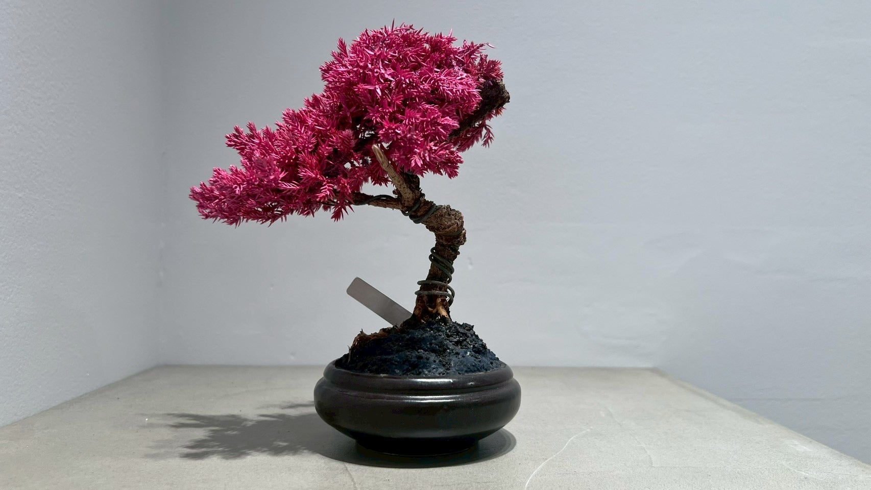 RE BONSAI™️(撫子色)