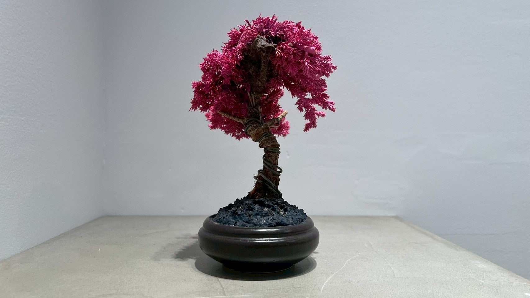 RE BONSAI™️(撫子色)