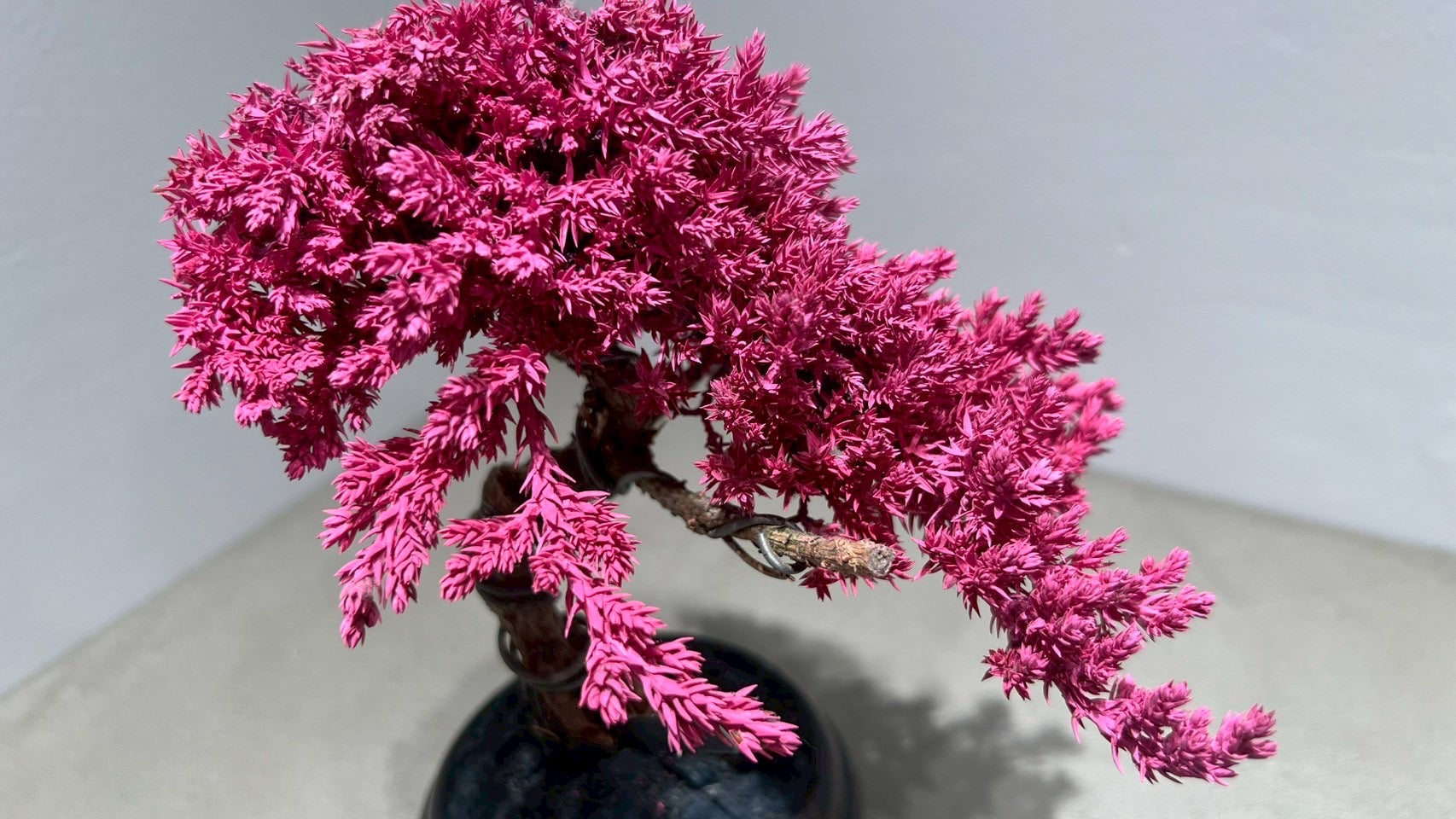 RE BONSAI™️(撫子色)