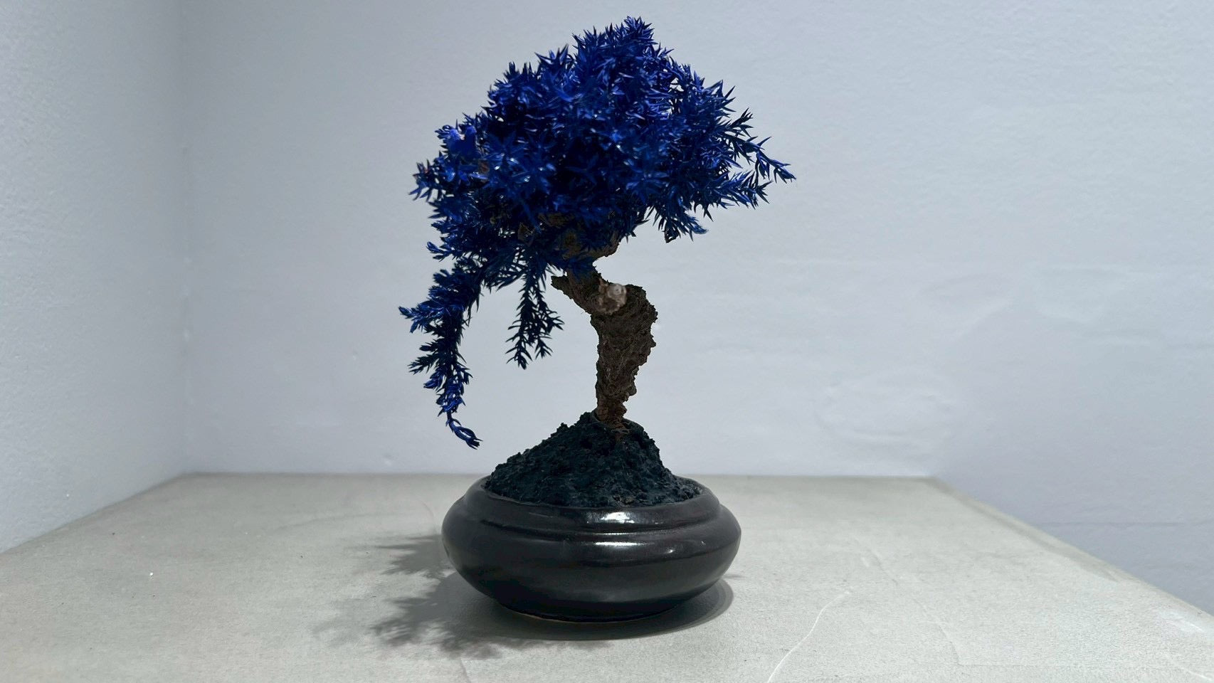 RE BONSAI™️(黒松/紺藍色)
