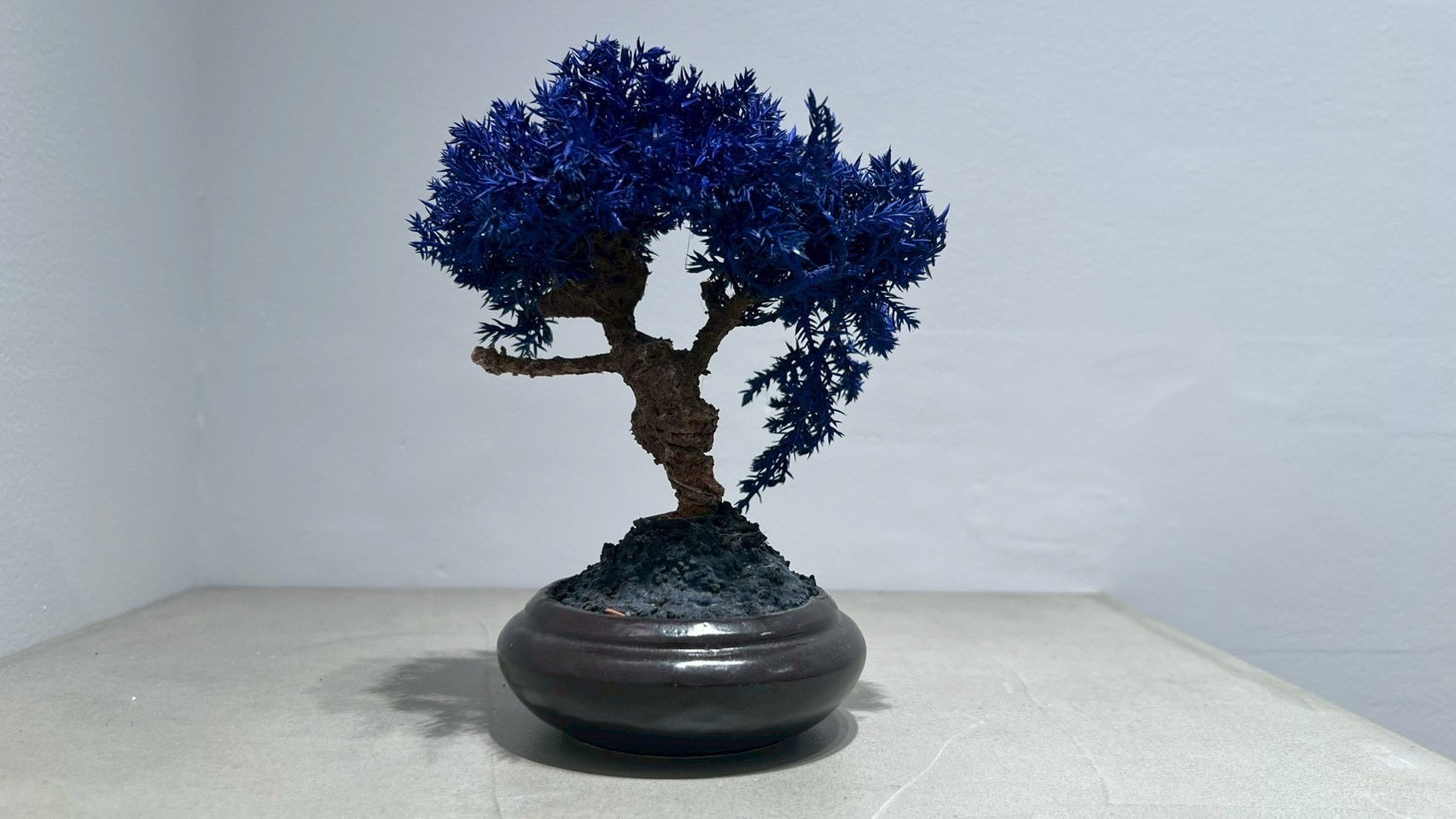 RE BONSAI™️(黒松/紺藍色)