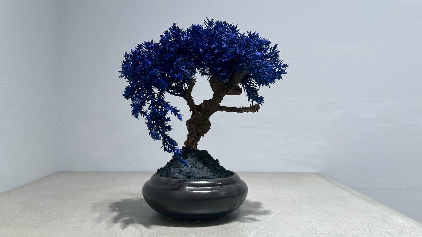 RE BONSAI™️(黒松/紺藍色)