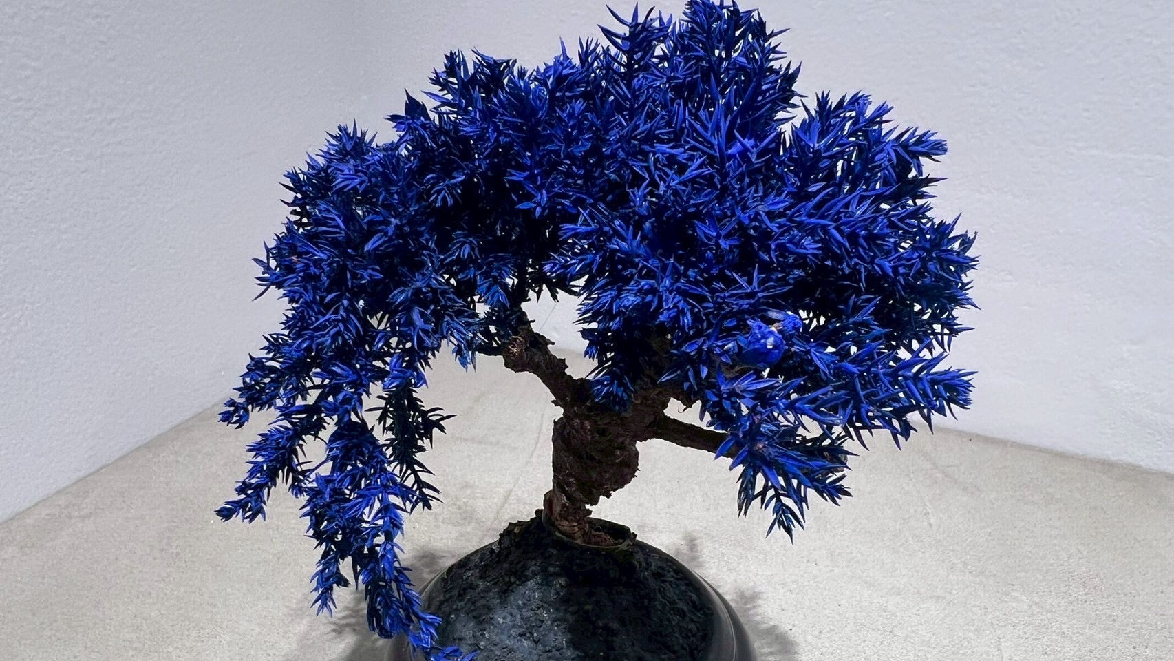 RE BONSAI™️(黒松/紺藍色)