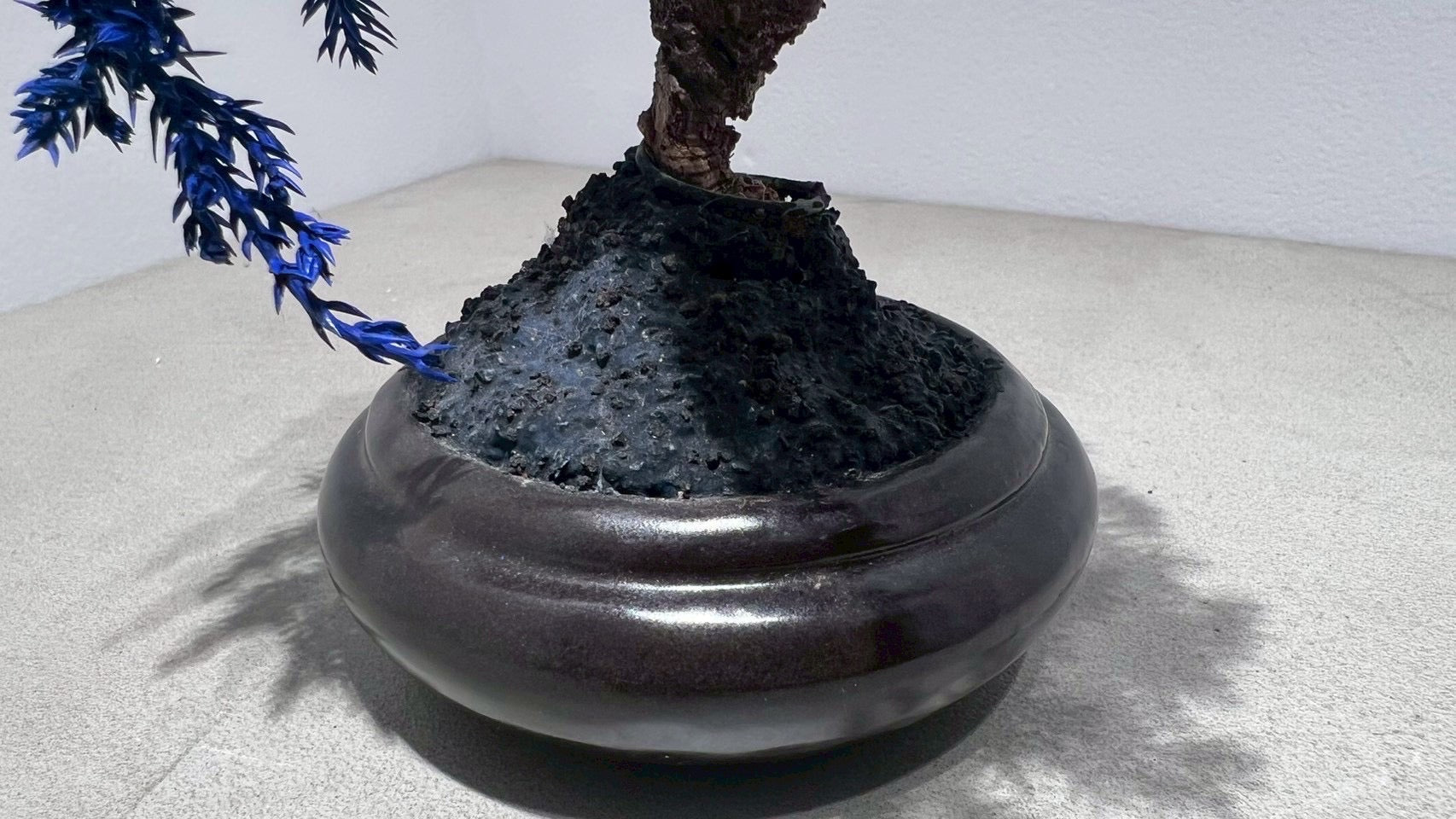 RE BONSAI™️(黒松/紺藍色)