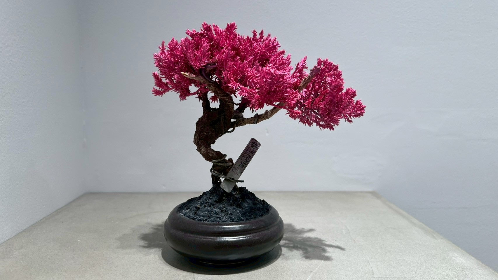 RE BONSAI™️(黒松/撫子色)