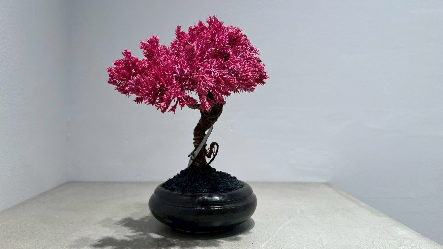 RE BONSAI™️(黒松/撫子色)