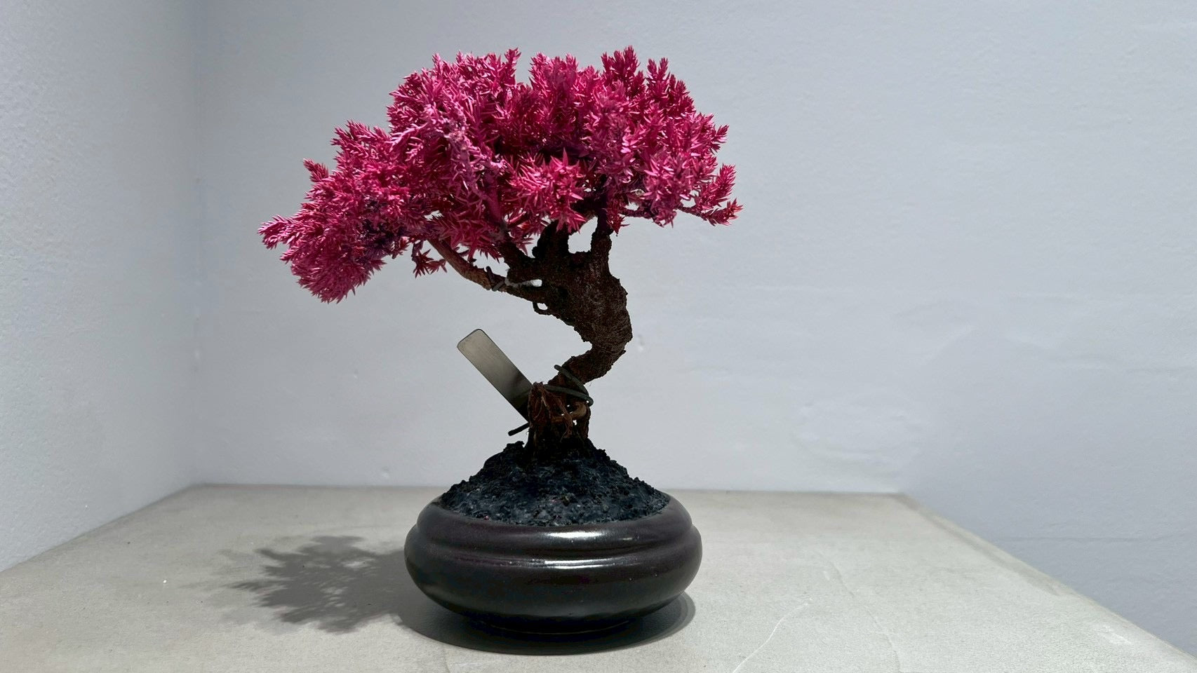 RE BONSAI™️(黒松/撫子色)