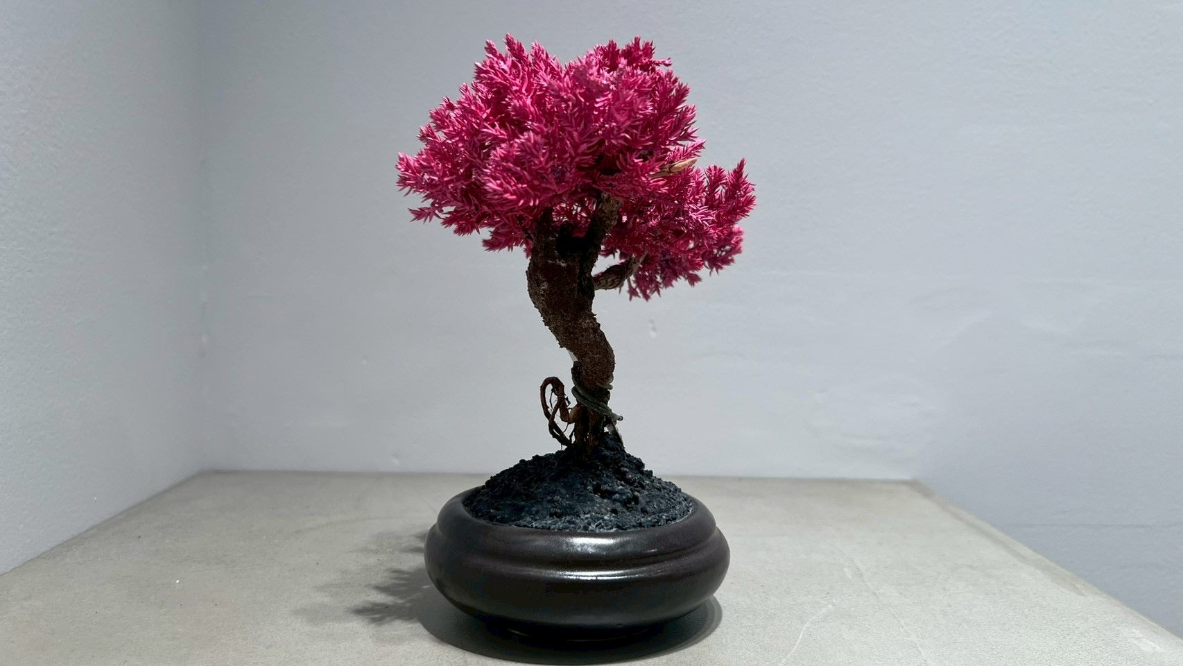 RE BONSAI™️(黒松/撫子色)