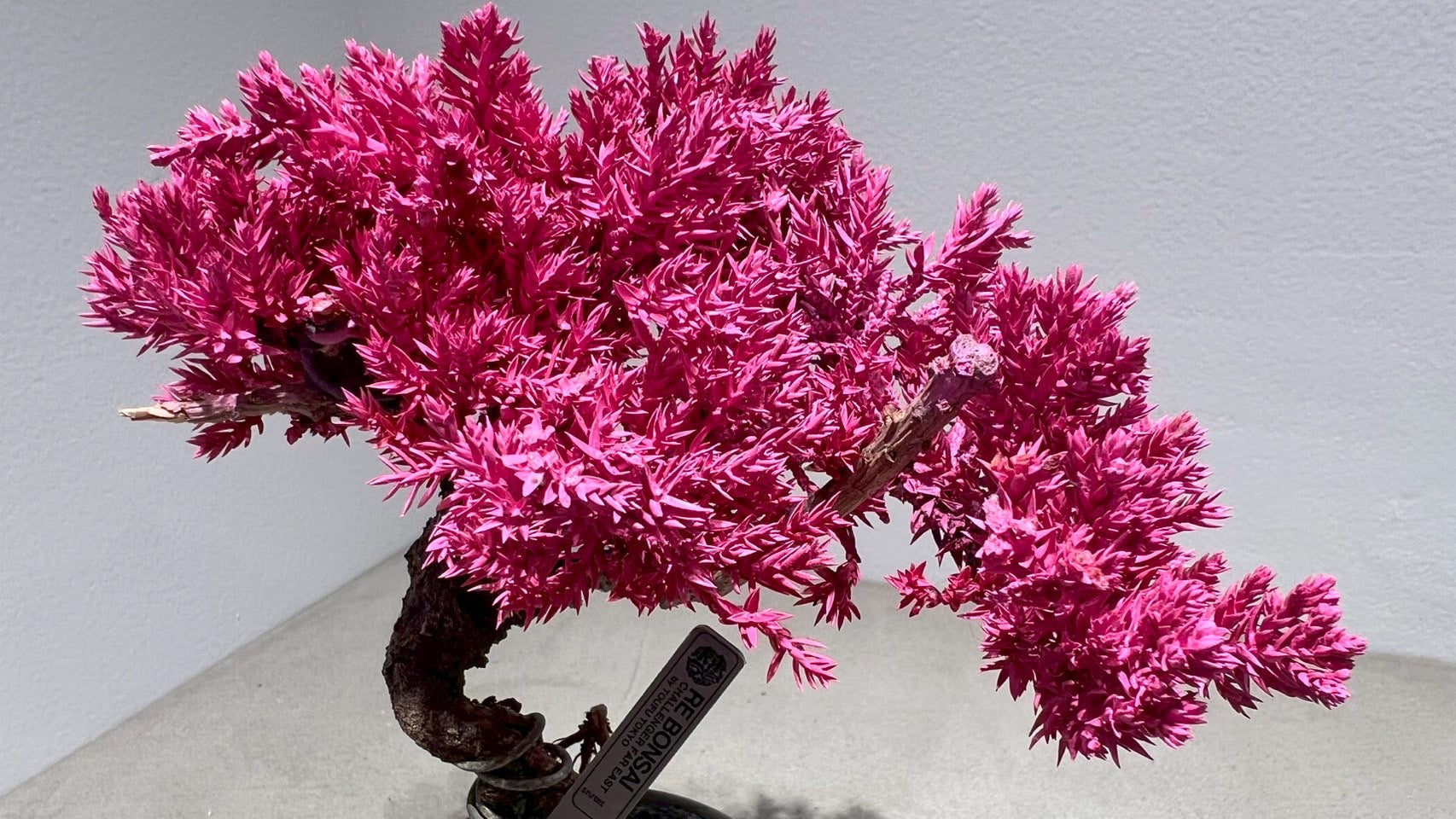 RE BONSAI™️(黒松/撫子色)