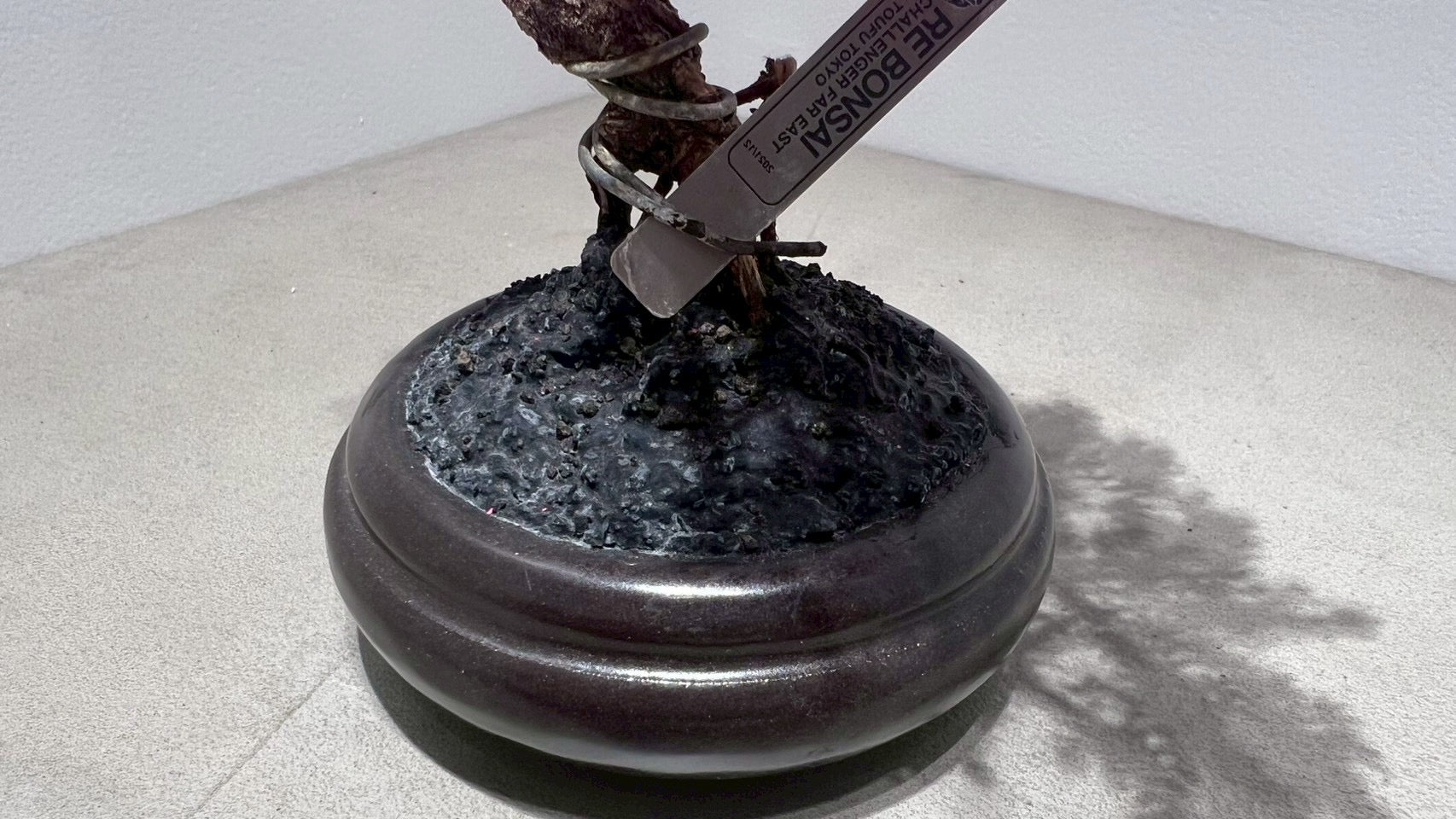 RE BONSAI™️(黒松/撫子色)