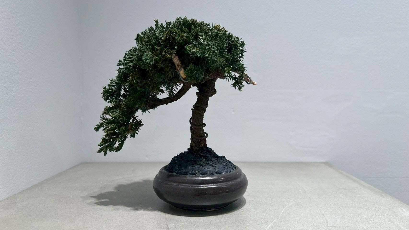 RE BONSAI™️(黒松/海松茶色)