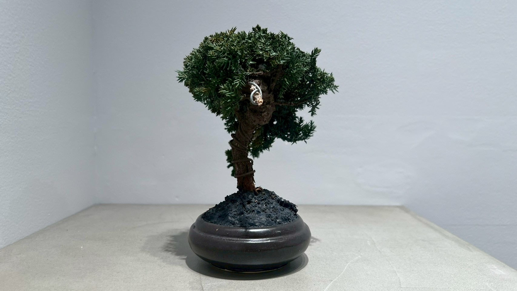 RE BONSAI™️(黒松/海松茶色)