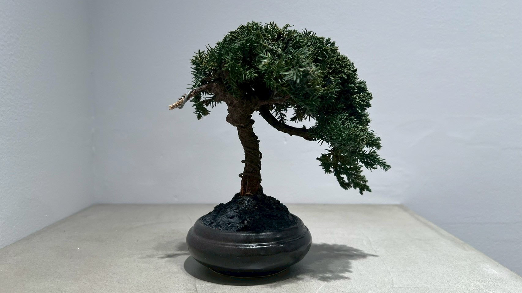 RE BONSAI™️(黒松/海松茶色)