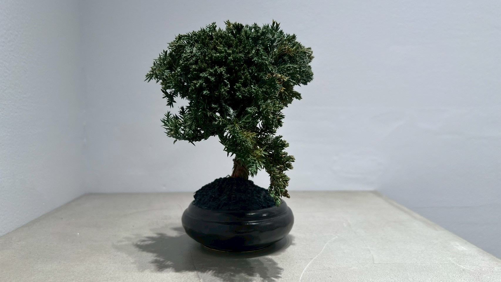 RE BONSAI™️(黒松/海松茶色)