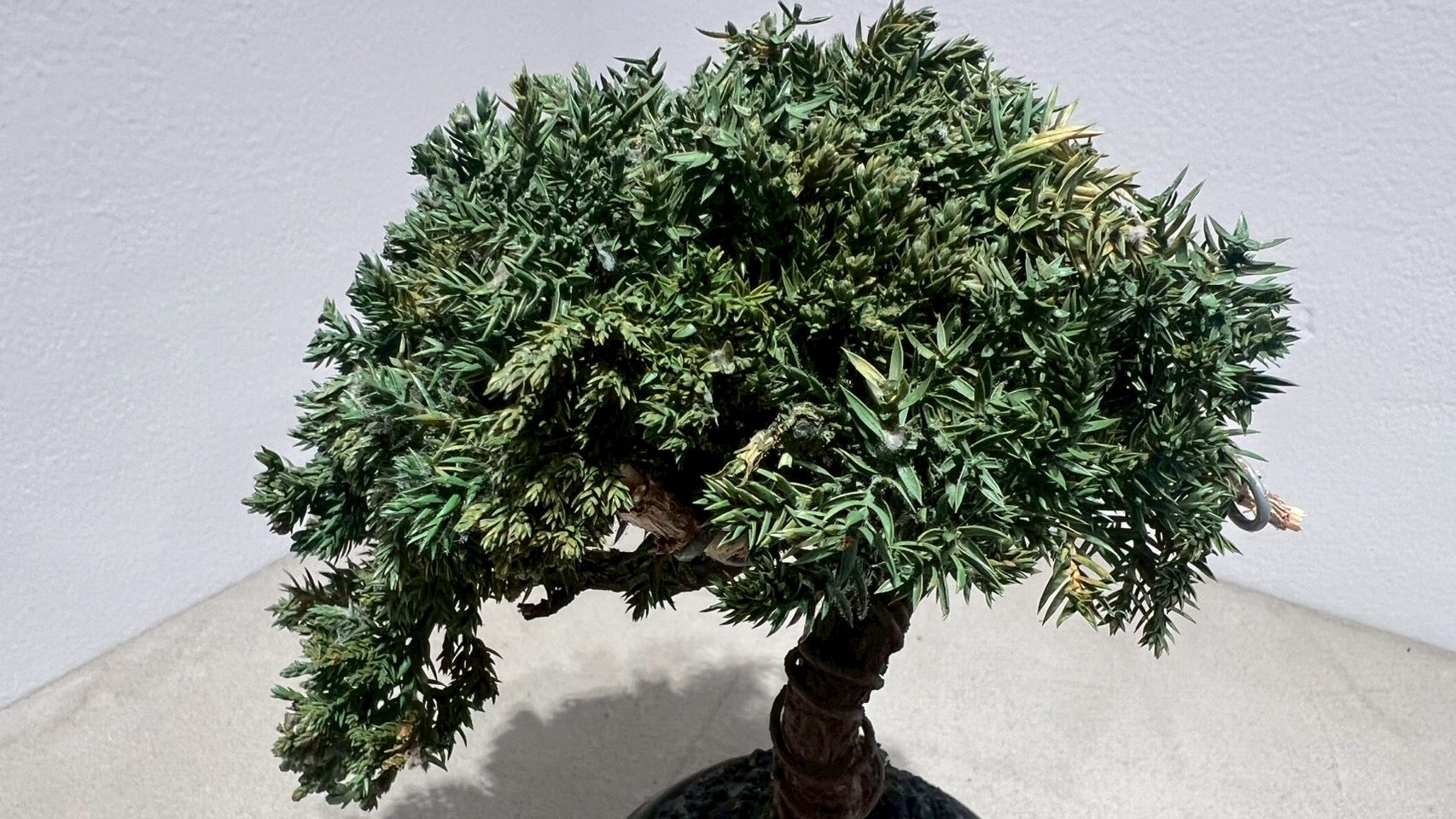 RE BONSAI™️(黒松/海松茶色)