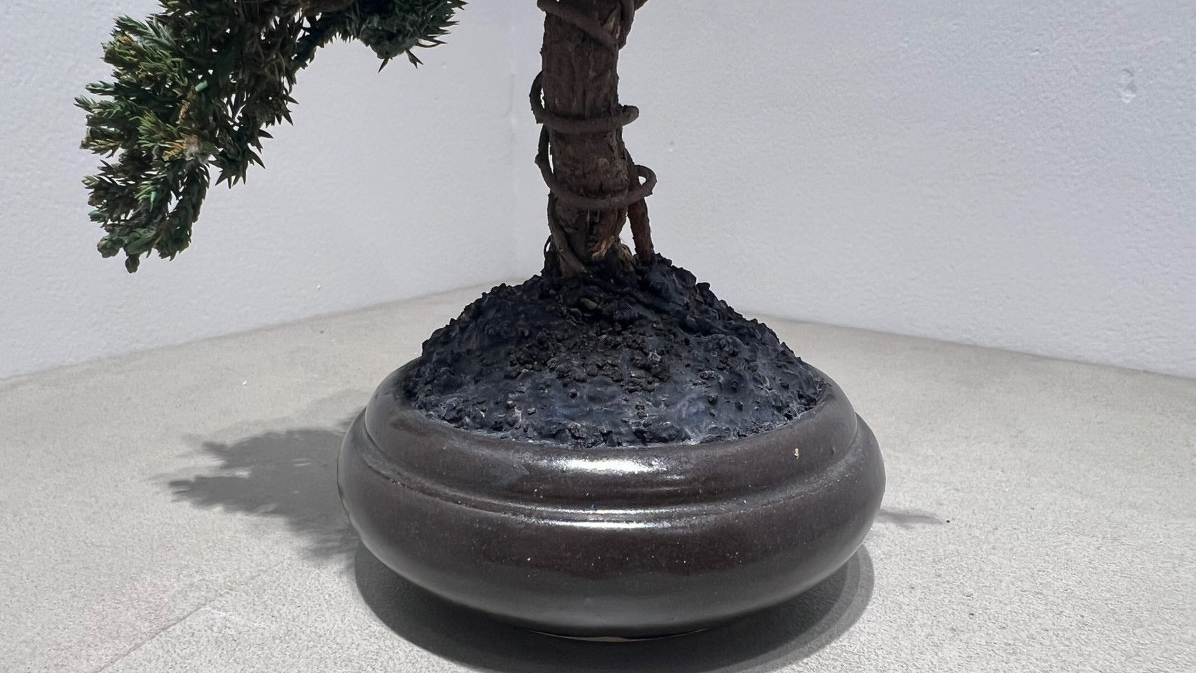 RE BONSAI™️(黒松/海松茶色)