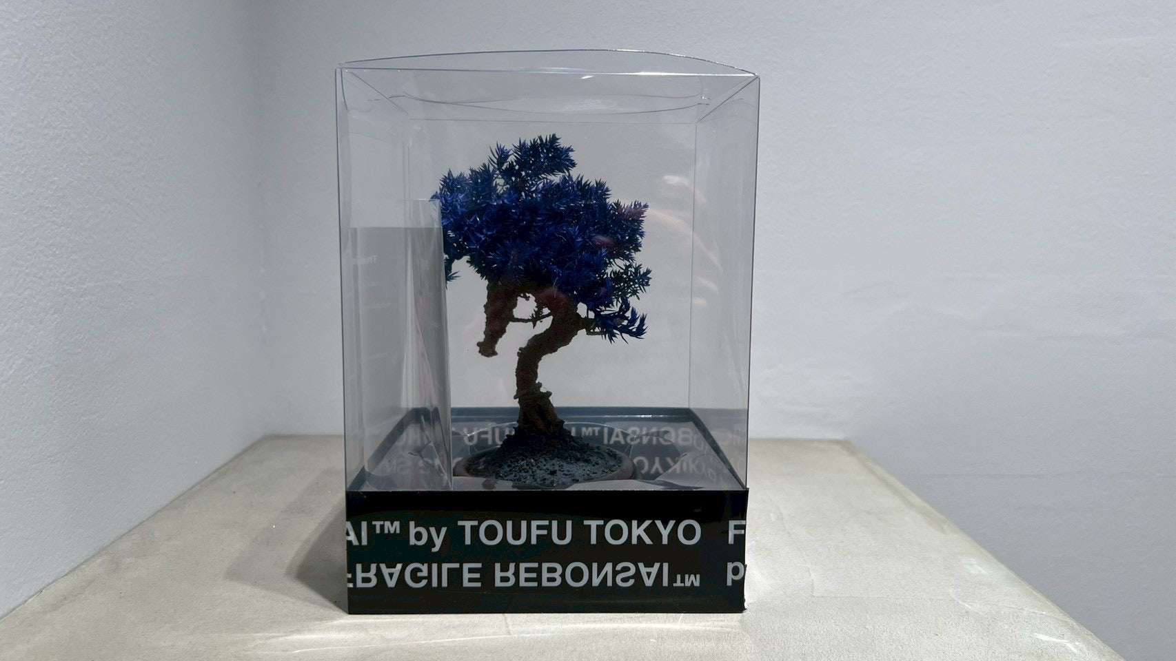 RE BONSAI™️(黒松/紺藍色)