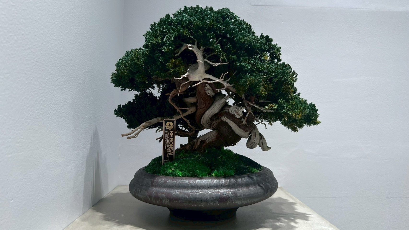RE BONSAI™️(真柏/海松茶色)