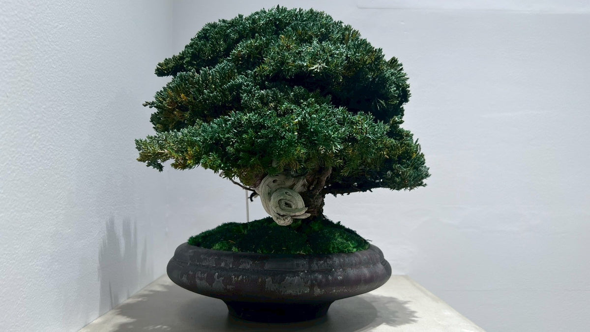 RE BONSAI™️(真柏/海松茶色)