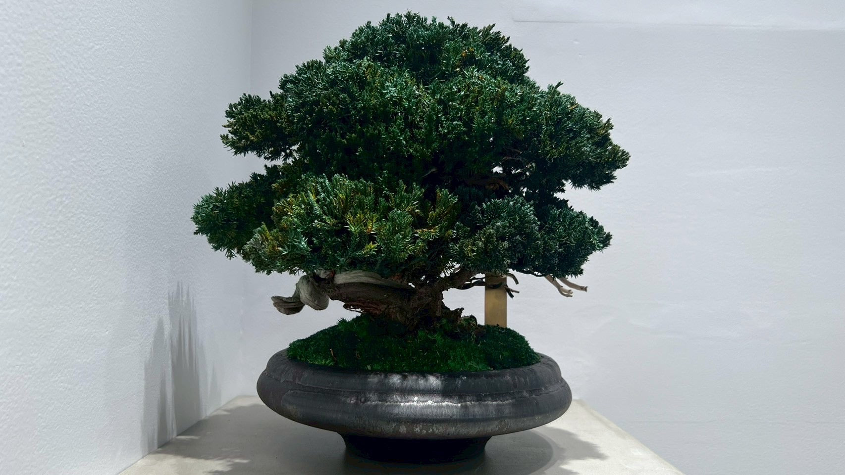 RE BONSAI™️(真柏/海松茶色)