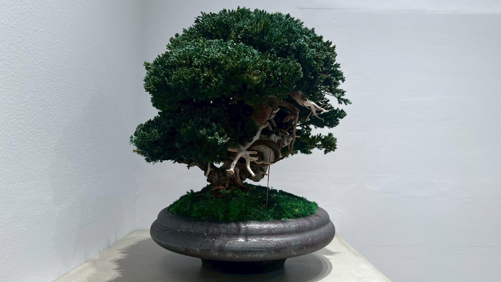 RE BONSAI™️(真柏/海松茶色)